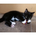The Beano kittens